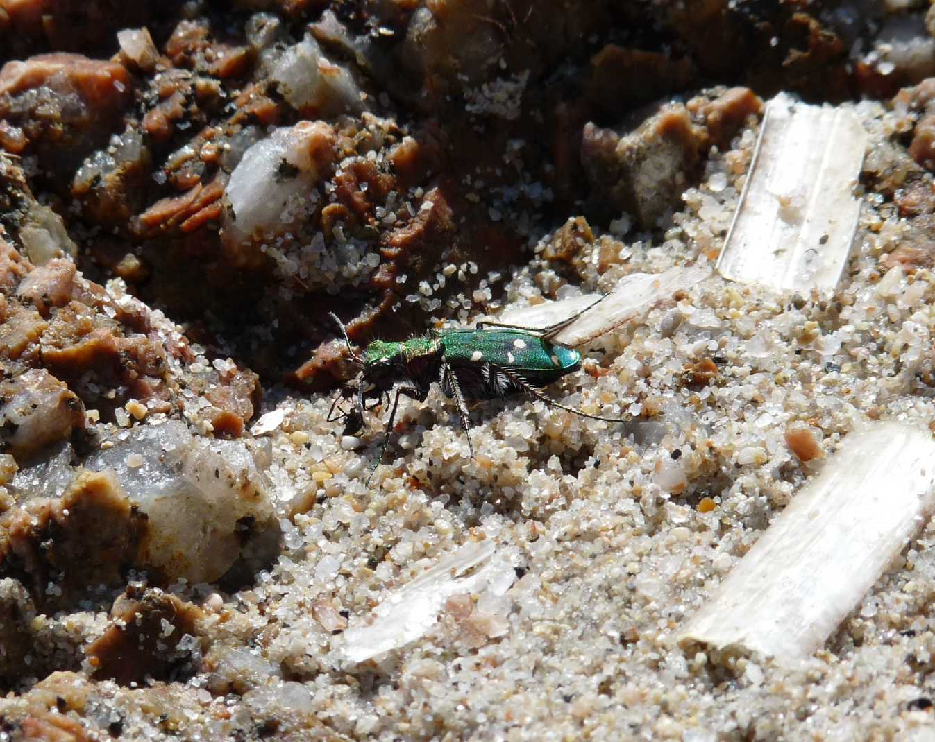 Cicindela campestris corsicana